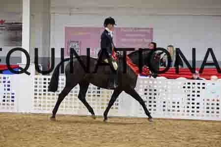 JLY-1231