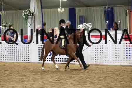 JLY-1262