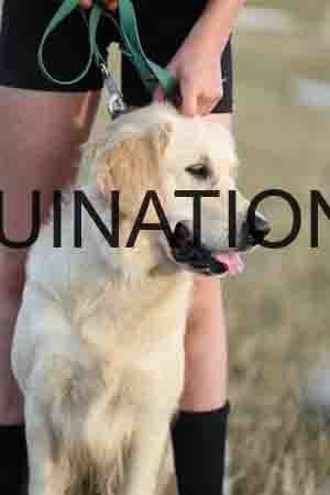 DOG-1004