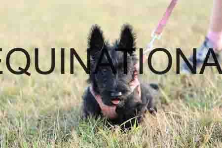 DOG-1005