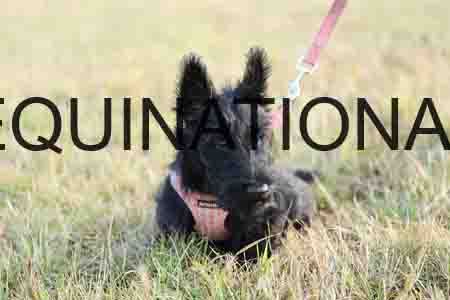 DOG-1006