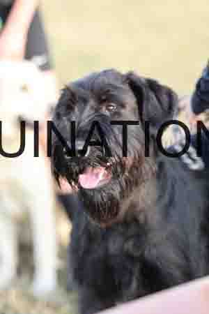 DOG-1007