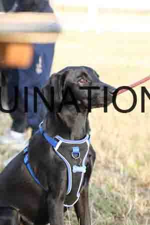 DOG-1010