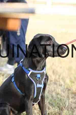 DOG-1011