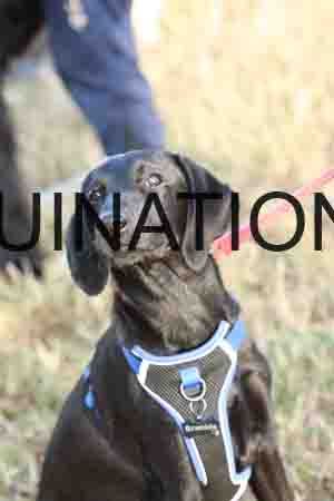 DOG-1012