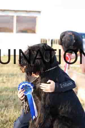 DOG-1020