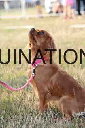 DOG-1021