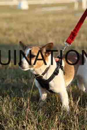 DOG-1036