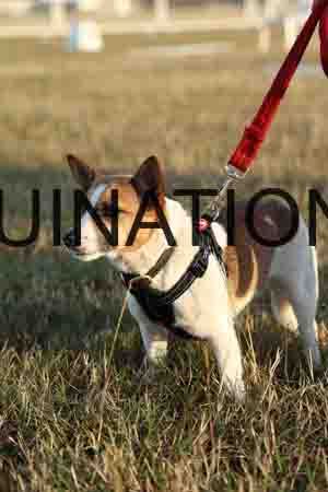 DOG-1037