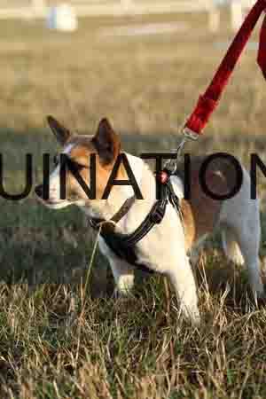DOG-1038