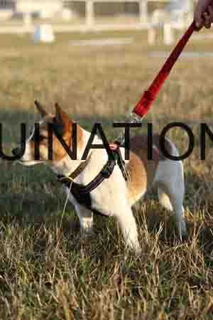 DOG-1039