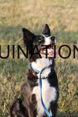 DOG-1041