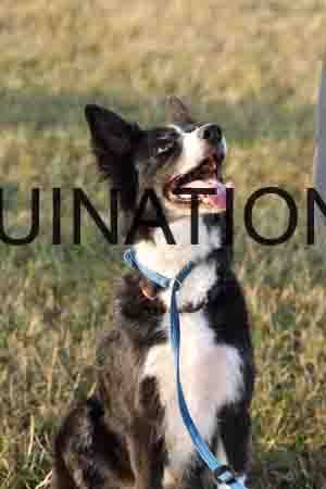 DOG-1042
