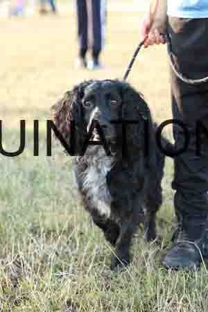 DOG-1043