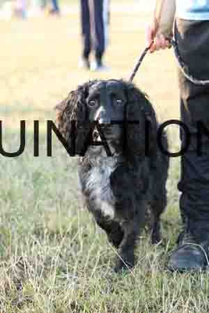 DOG-1044
