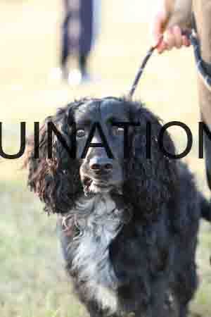 DOG-1045