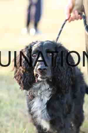 DOG-1046