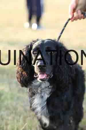 DOG-1047