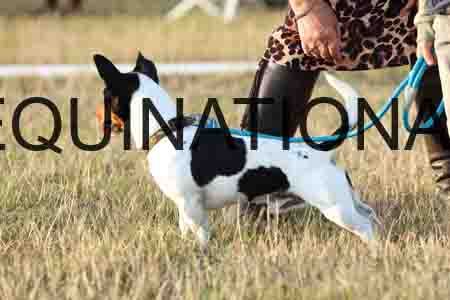 DOG-1048