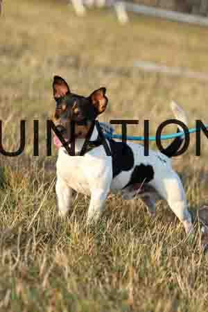 DOG-1050