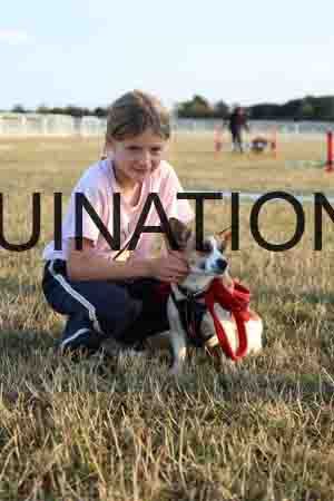 DOG-1054