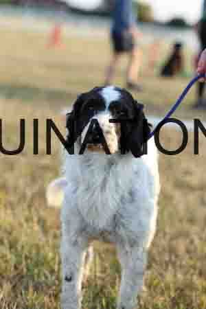 DOG-1055