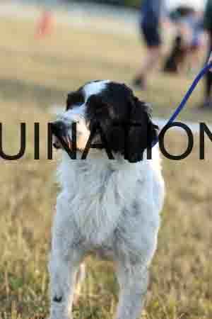 DOG-1056