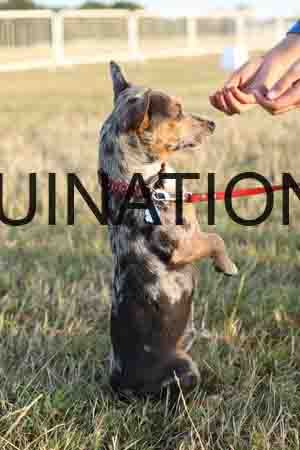 DOG-1057