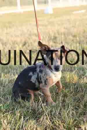 DOG-1058
