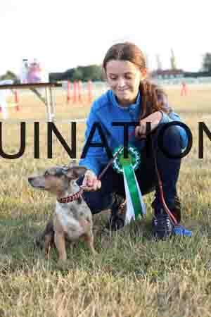 DOG-1072