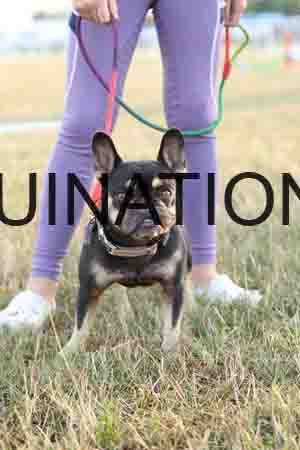 DOG-1075