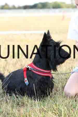 DOG-1076