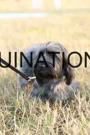 DOG-1077