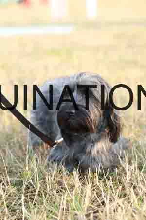 DOG-1078