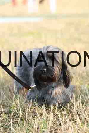 DOG-1079