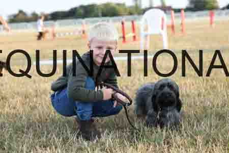 DOG-1081