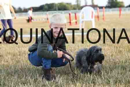 DOG-1082