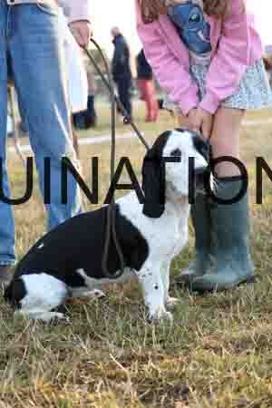 DOG-1083