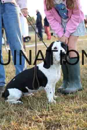 DOG-1084