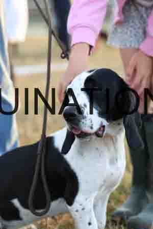 DOG-1085