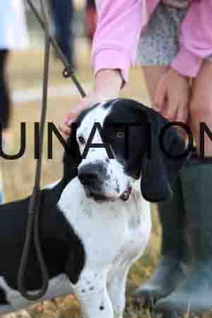 DOG-1086