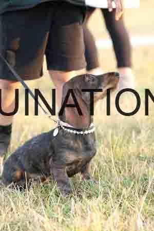 DOG-1087