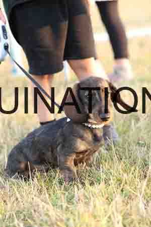 DOG-1088