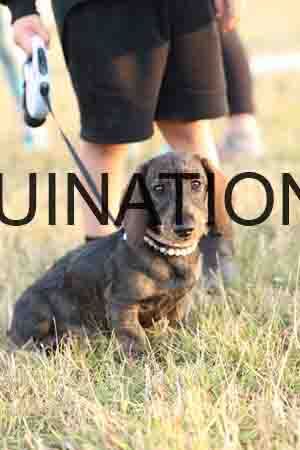 DOG-1089