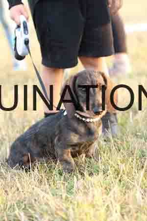 DOG-1090