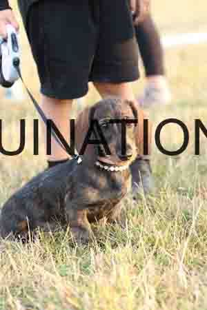 DOG-1091