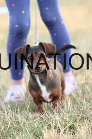 DOG-1094