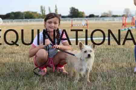 DOG-1099