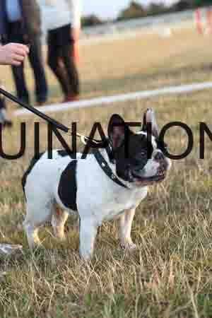 DOG-1106