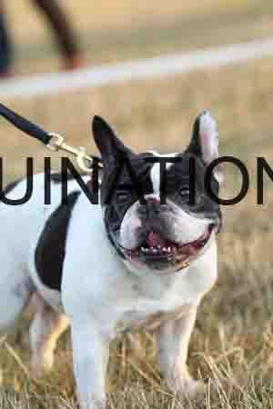 DOG-1107